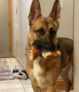 Illustration de l'article : Quand un simple morceau de baguette de pain devient le doudou préféré d'un chien