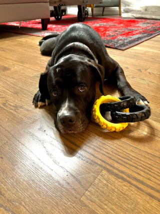 Illustration de l'article : Les retrouvailles attendrissantes de Vardis, le chien de sauvetage, avec sa sœur perdue depuis longtemps