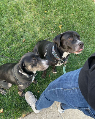 Illustration de l'article : Les retrouvailles attendrissantes de Vardis, le chien de sauvetage, avec sa sœur perdue depuis longtemps