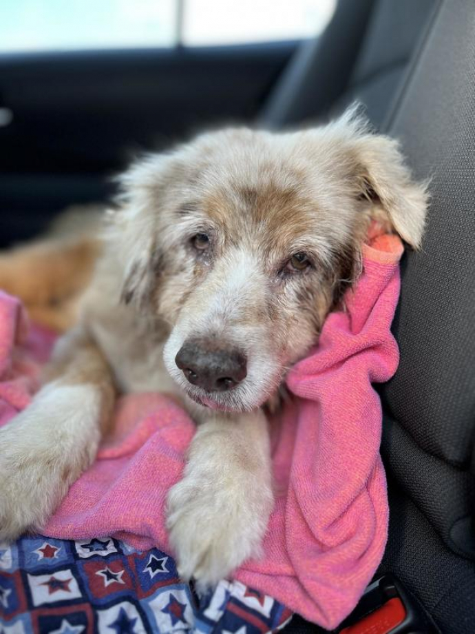 Ce Chien Est Retrouv 7 Ans Apr s Sa Disparition Et Attend D tre ce-chien-est-retrouv-7-ans-apr-s-sa-disparition-et-attend-d-tre
