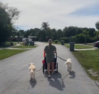 Illustration de l'article : Cette maîtresse trouve la solution parfaite pour continuer de promener son chien malgré son arthrite