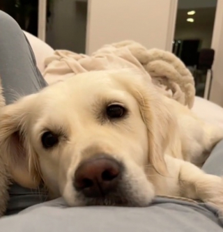 Illustration de l'article : Une Golden Retriever fait fondre le coeur des internautes quand elle apprend que sa maîtresse est enceinte (vidéo)