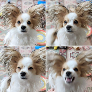 Illustration de l'article : 20 chiens photographiés dans des moments qu'ils aimeraient oublier le plus vite possible