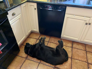 Illustration de l'article : 20 chiens photographiés dans des moments qu'ils aimeraient oublier le plus vite possible