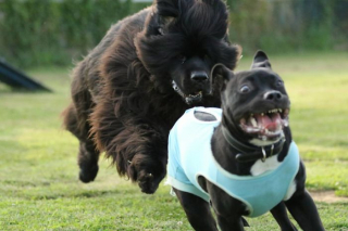 Illustration de l'article : 20 chiens photographiés dans des moments qu'ils aimeraient oublier le plus vite possible