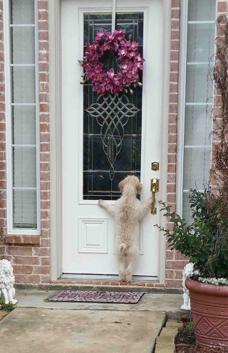 Illustration de l'article : 20 chiens photographiés dans des moments qu'ils aimeraient oublier le plus vite possible