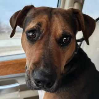 Illustration de l'article : Une chienne errante interpelle une bénévole et l'invite à la suivre pour lui révéler une surprise de taille