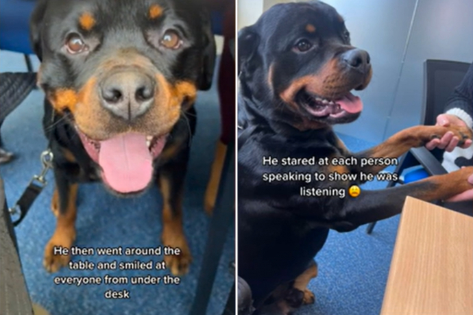 Ce Rottweiler participe à la réunion professionnelle de sa maîtresse ...