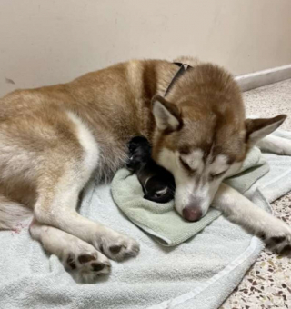 Illustration de l'article : Le comportement mystérieux de Demi, une femelle husky récemment adoptée, intrigue ses nouveaux propriétaires