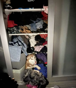 Illustration de l'article : Le comportement mystérieux de Demi, une femelle husky récemment adoptée, intrigue ses nouveaux propriétaires