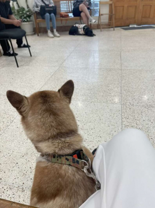 Illustration de l'article : Le comportement mystérieux de Demi, une femelle husky récemment adoptée, intrigue ses nouveaux propriétaires