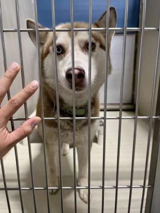 Illustration de l'article : Le comportement mystérieux de Demi, une femelle husky récemment adoptée, intrigue ses nouveaux propriétaires