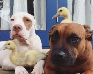 Illustration de l'article : 7 photos d'un duo de chiens ayant noué une amitié insolite avec des canetons