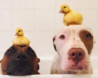 Illustration de l'article : 7 photos d'un duo de chiens ayant noué une amitié insolite avec des canetons
