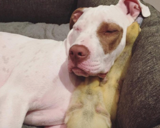 Illustration de l'article : 7 photos d'un duo de chiens ayant noué une amitié insolite avec des canetons