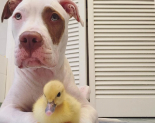 Illustration de l'article : 7 photos d'un duo de chiens ayant noué une amitié insolite avec des canetons