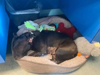 Illustration de l'article : Une Pitbull amoureuse de ses peluches devient la star du refuge en attendant de trouver une famille aimante