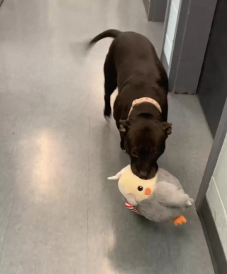 Illustration de l'article : Une Pitbull amoureuse de ses peluches devient la star du refuge en attendant de trouver une famille aimante
