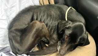 Illustration de l'article : Le courageux combat de Tosca, une chienne abandonnée et affamée qui reprend goût à la vie