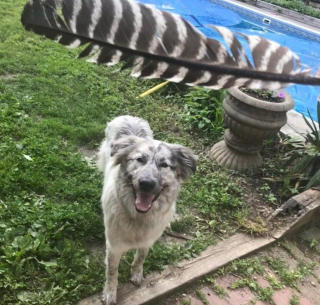 Illustration de l'article : 13 chiens répondant toujours présent quand il faut prêter patte forte à leurs maîtres