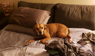 Illustration de l'article : 13 chiens répondant toujours présent quand il faut prêter patte forte à leurs maîtres