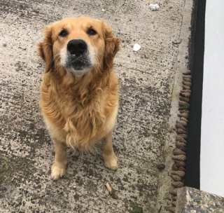 Illustration de l'article : 13 chiens répondant toujours présent quand il faut prêter patte forte à leurs maîtres