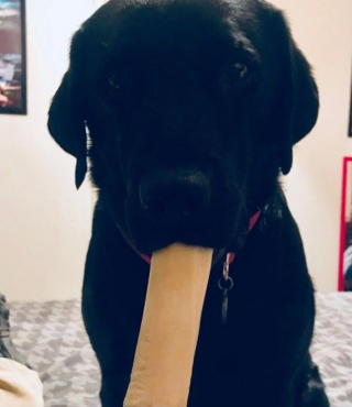 Illustration de l'article : 13 chiens répondant toujours présent quand il faut prêter patte forte à leurs maîtres