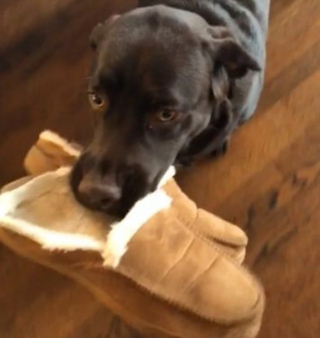 Illustration de l'article : 13 chiens répondant toujours présent quand il faut prêter patte forte à leurs maîtres