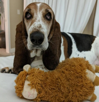 Illustration de l'article : 13 chiens répondant toujours présent quand il faut prêter patte forte à leurs maîtres