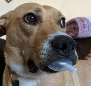 Illustration de l'article : 13 chiens répondant toujours présent quand il faut prêter patte forte à leurs maîtres