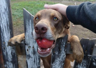 Illustration de l'article : 13 chiens répondant toujours présent quand il faut prêter patte forte à leurs maîtres