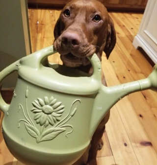 Illustration de l'article : 13 chiens répondant toujours présent quand il faut prêter patte forte à leurs maîtres 