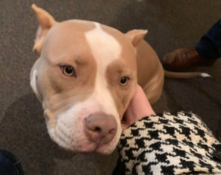 Illustration de l'article : 13 chiens répondant toujours présent quand il faut prêter patte forte à leurs maîtres