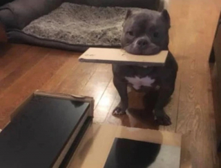 Illustration de l'article : 13 chiens répondant toujours présent quand il faut prêter patte forte à leurs maîtres