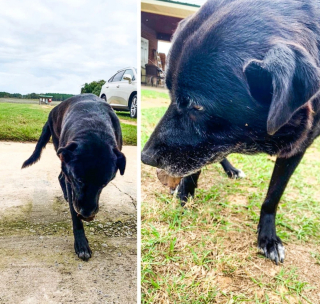 Illustration de l'article : 13 chiens répondant toujours présent quand il faut prêter patte forte à leurs maîtres