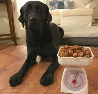 Illustration de l'article : 13 chiens répondant toujours présent quand il faut prêter patte forte à leurs maîtres 