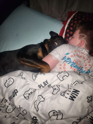 Illustration de l'article : Daisy, la chienne Rottweiler au grand cœur, qui veille sur son petit frère humain diabétique