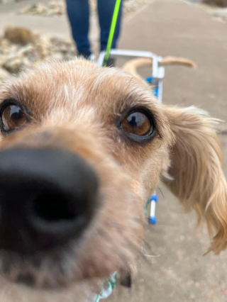 Illustration de l'article : Un refuge trouve une solution pour permettre à ce chien de courir à nouveau