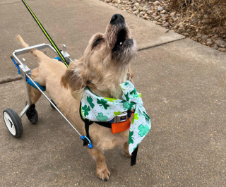 Illustration de l'article : Un refuge trouve une solution pour permettre à ce chien de courir à nouveau