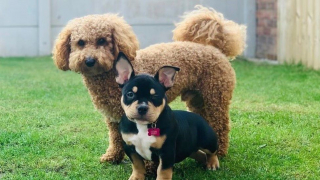 Illustration de l'article : Un chauffeur de taxi devient l'ange gardien d'un chien perdu nommé Ralph