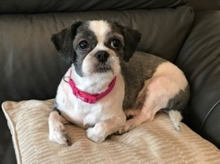 Illustration de l'article : Mimi, une petite Shih Tzu jetée par-dessus une clôture de 5 mètres, trouve enfin le bonheur