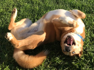 Illustration de l'article : 12 photos nous faisant découvrir les prouesses théâtrales inattendues des chiens