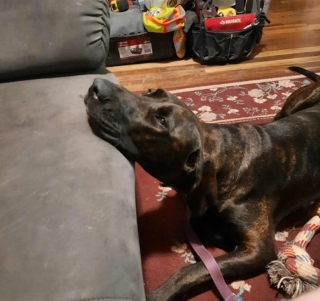 Illustration de l'article : 12 photos nous faisant découvrir les prouesses théâtrales inattendues des chiens