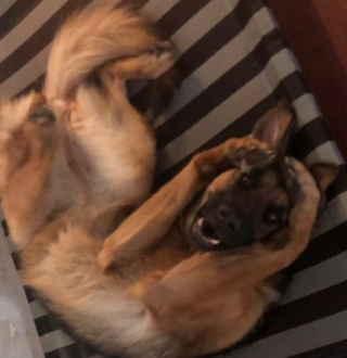 Illustration de l'article : 12 photos nous faisant découvrir les prouesses théâtrales inattendues des chiens