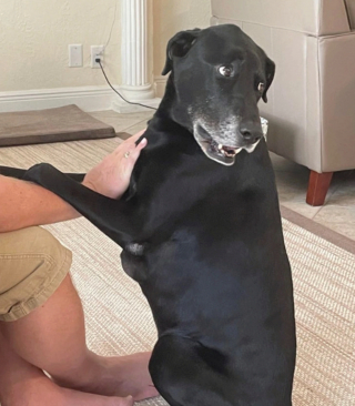 Illustration de l'article : 12 photos nous faisant découvrir les prouesses théâtrales inattendues des chiens