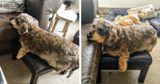 Illustration de l'article : 12 photos nous faisant découvrir les prouesses théâtrales inattendues des chiens