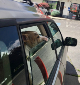 Illustration de l'article : 12 photos nous faisant découvrir les prouesses théâtrales inattendues des chiens