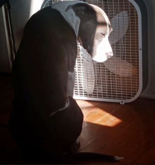 Illustration de l'article : 12 photos nous faisant découvrir les prouesses théâtrales inattendues des chiens