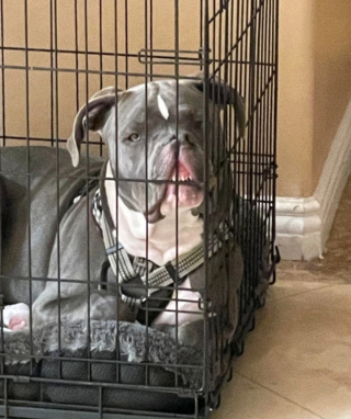 Illustration de l'article : 12 photos nous faisant découvrir les prouesses théâtrales inattendues des chiens