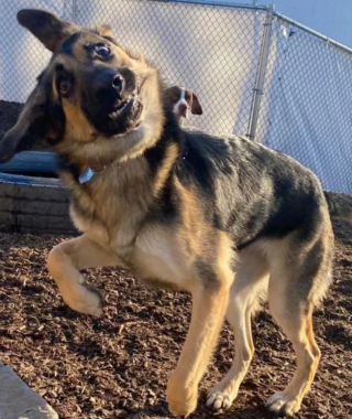 Illustration de l'article : 12 photos nous faisant découvrir les prouesses théâtrales inattendues des chiens